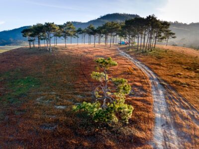 A scenic view of a campsite nestled among pine trees on a grassy hilltop.